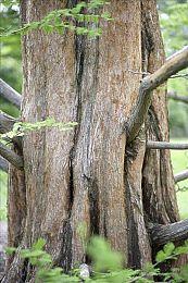 SEGA公开《森巴德明哥：派对中心》部分曲目清单